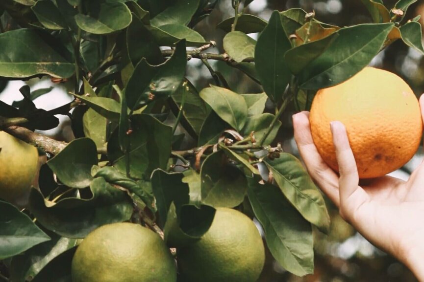 andres-dallimonti-3OSiYv09hhs-unsplash